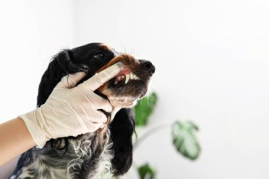 Klinikte dişi veteriner cocker spaniel 'in dişlerini fırçalıyor.