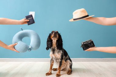 Mavi duvarın yanında gezici aksesuarları olan sevimli cocker spaniel ve eller.