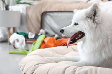 Beyaz Samoyed köpek yatak odasında, yakın plan.