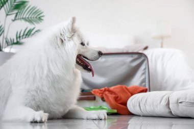 Beyaz Samoyed köpek valizin yanında, yatak odasında, yakın plan.