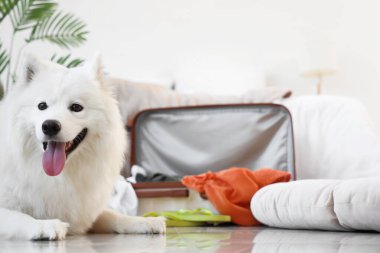 Beyaz Samoyed köpek valizin yanında, yatak odasında, yakın plan.