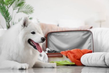 Beyaz Samoyed köpek valizin yanında, yatak odasında, yakın plan.