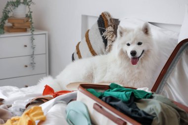 Beyaz Samoyed köpek ve bavul yatak odasında yazlık giysiler.