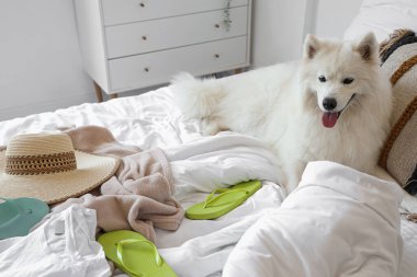 Beyaz Samoyed köpeği yatak odasında yazlık giysileri var.