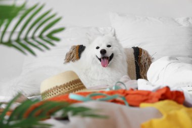 Beyaz Samoyed köpeği yatak odasında yazlık giysileri var.