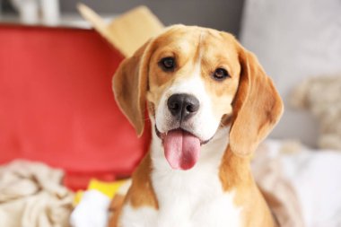 Yatak odasında sevimli Beagle köpeği, yakın plan.