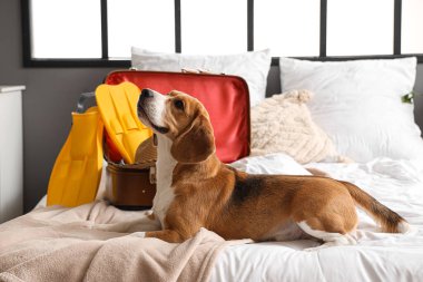 Tatlı Beagle köpeği ve yatak odasında plaj aksesuarları olan bir bavul.