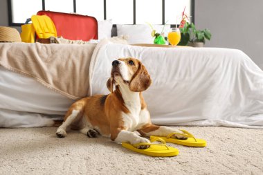 Yatak odasında parmak arası terlikleri olan sevimli Beagle köpeği.