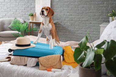 Tatlı Beagle köpeği ve yatak odasında plaj aksesuarları olan bir bavul.