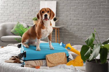 Tatlı Beagle köpeği ve yatak odasında plaj aksesuarları olan bir bavul.