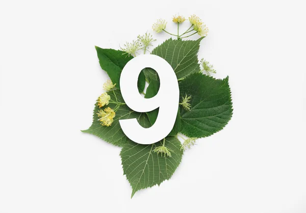 Linden Πράσινα Φύλλα Και Λουλούδια Αριθμό Χαρτί Εννέα Λευκό Φόντο — Φωτογραφία Αρχείου