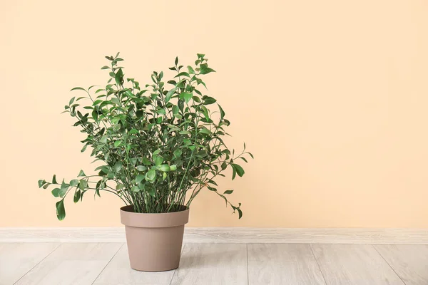 Topf Mit Zimmerpflanze Auf Dem Boden Nahe Beiger Wand — Stockfoto