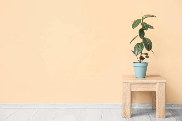 Table Houseplant Beige Wall — Stock Photo, Image