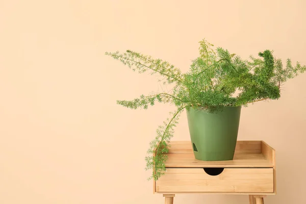 Green Houseplant Table Beige Wall — Stock Photo, Image