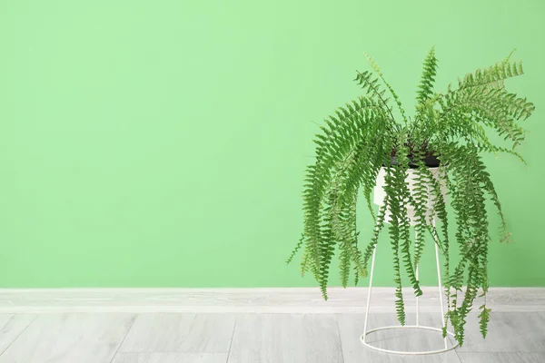 Рослина Папороті Біля Зеленої Стіни — стокове фото