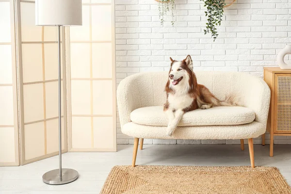 Cute Husky Dog Lying Sofa Living Room — Stock Photo, Image