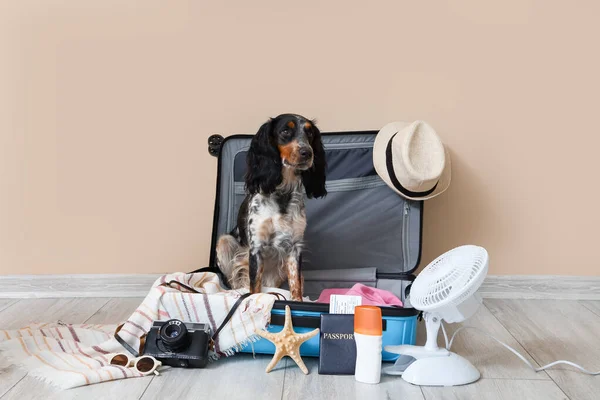 stock image Cute cocker spaniel in suitcase with beach accessories near beige wall