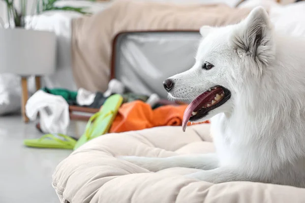 หมาซาม ขาวในห องนอน ใกล — ภาพถ่ายสต็อก