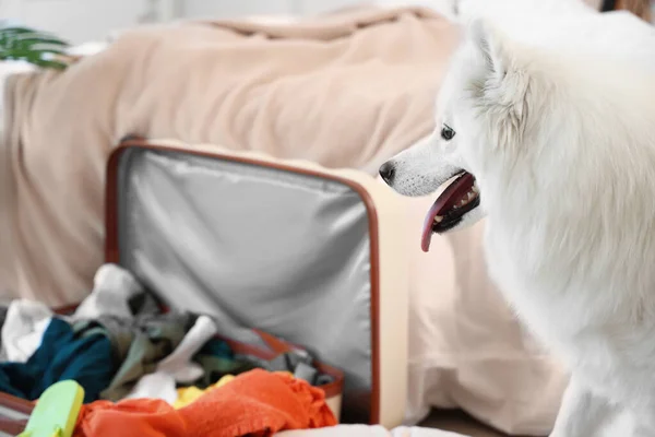 White Samoyed Dog Bedroom — Stock Photo, Image
