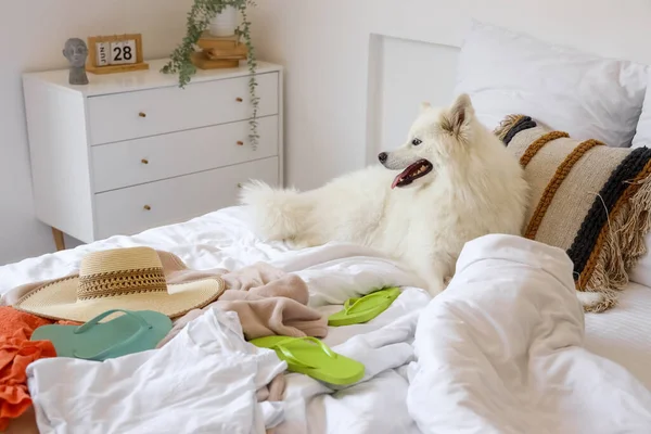 Λευκό Σκυλί Samoyed Καλοκαιρινά Ρούχα Στην Κρεβατοκάμαρα — Φωτογραφία Αρχείου