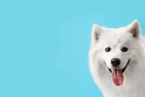 White Samoyed Hund Auf Blauem Hintergrund Nahaufnahme — Stockfoto