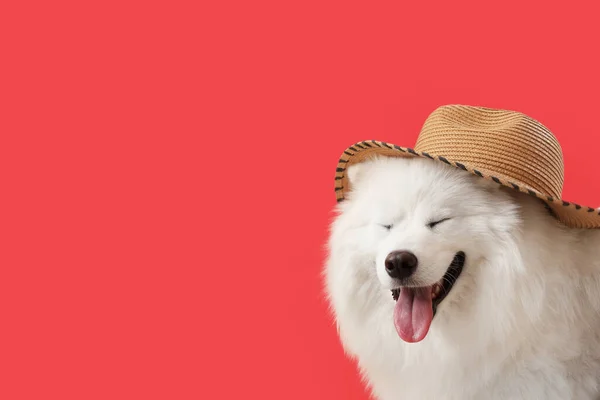 White Samoyed Hund Mit Sommermütze Auf Rotem Hintergrund Nahaufnahme — Stockfoto