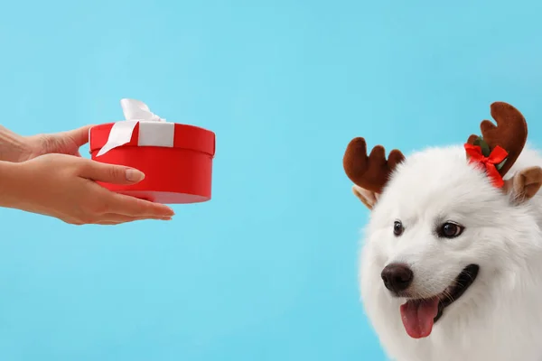 Witte Samoyed Hond Rendieren Hoorns Ontvangen Kerstcadeau Blauwe Achtergrond Close — Stockfoto