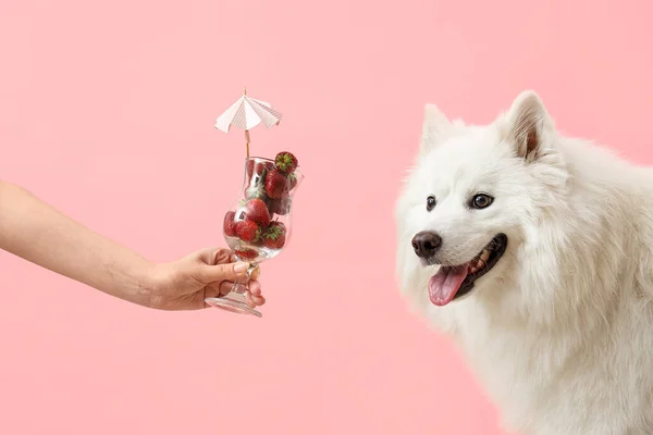 White Samoyed Dog Female Hand Glass Strawberries Pink Background — Stock Photo, Image
