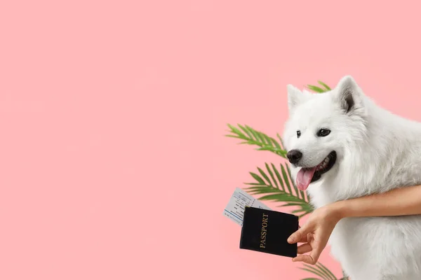 Рука Собаки Женщины Паспортом Розовом Фоне — стоковое фото