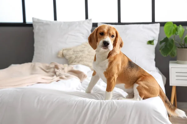 Anjing Beagle Lucu Kamar Tidur — Stok Foto