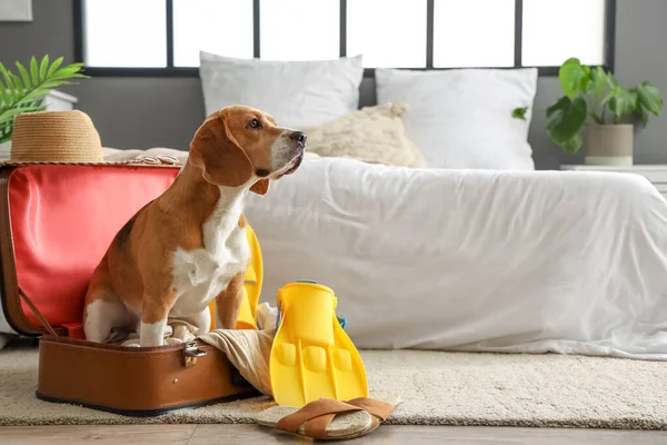 Cão Beagle Bonito Mala Com Acessórios Praia Casa — Fotografia de Stock