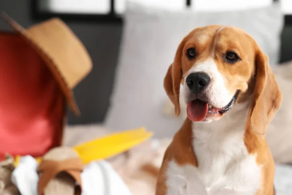 Sød Beagle Hund Soveværelset Closeup - Stock-foto
