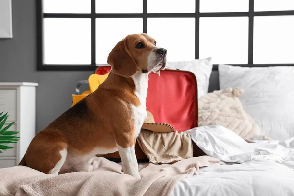 Cão Beagle Bonito Mala Com Acessórios Praia Quarto — Fotografia de Stock