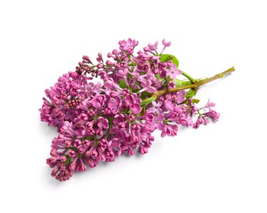 Beyaz arkaplanda leylak çiçekleri