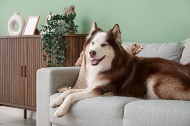 Oturma odasındaki kanepede yatan sevimli Husky köpeği.