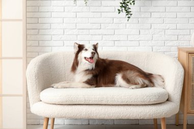Oturma odasındaki kanepede yatan sevimli Husky köpeği.