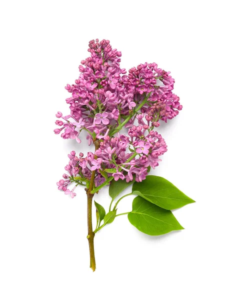 Lilac Flowers White Background — Stock Photo, Image