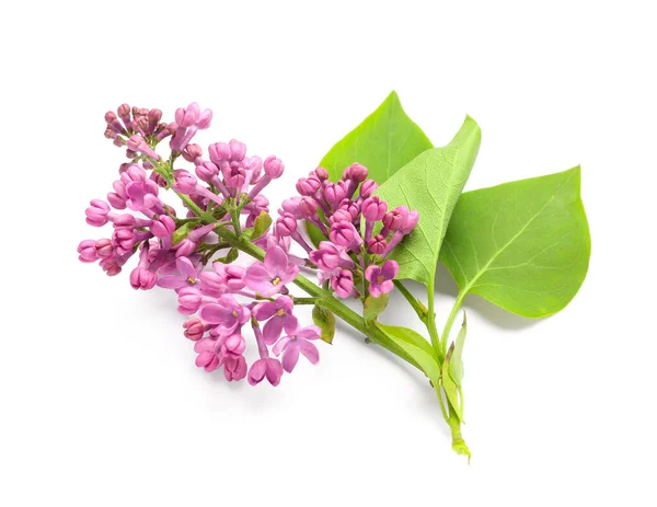 stock image Lilac flowers on white background