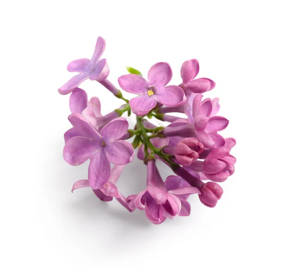 Lilac Flowers White Background — Stock Photo, Image