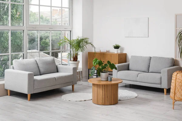 Interior Light Living Room Stylish Grey Sofas Drawers Table Houseplants — Stock Photo, Image