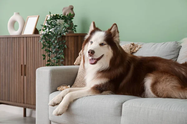 Sød Husky Hund Liggende Sofaen Stuen - Stock-foto