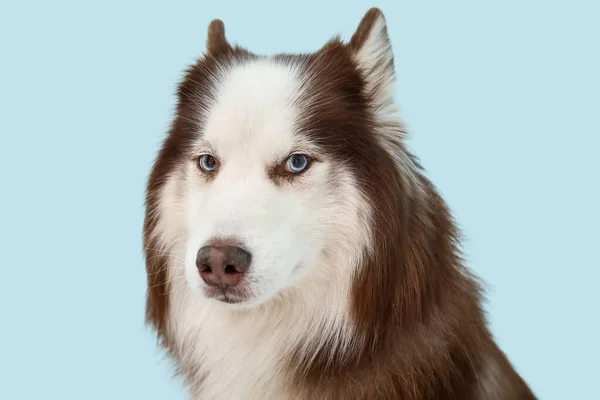 青い背景にかわいいハスキー犬 クローズアップ — ストック写真