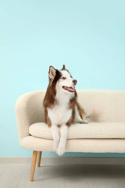 Cute Husky Dog Lying Sofa Living Room — Stock Photo, Image