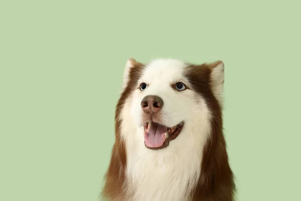 Yeşil Arka Planda Şirin Husky Köpeği Yakın Plan — Stok fotoğraf