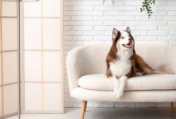 可愛いですハスキー犬はリビングルームのソファに横たわっています — ストック写真