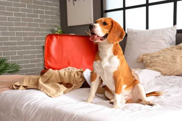 Cute Beagle Dog Suitcase Summer Clothes Bedroom — Stock Photo, Image