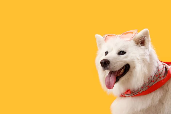 White Samoyed Dog Sunglasses Yellow Background Closeup — Stock Photo, Image