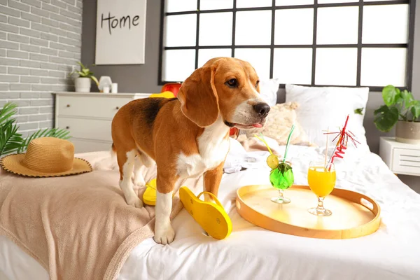 Cute Beagle Dog Flip Flops Summer Cocktails Bedroom — Stock Photo, Image