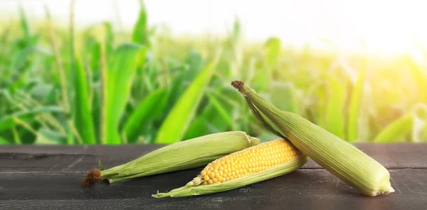 Ripe Corn Cobs Table Field — Stock Photo, Image
