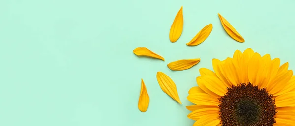 Beautiful Sunflower Petals Turquoise Background Space Text — Stock Photo, Image